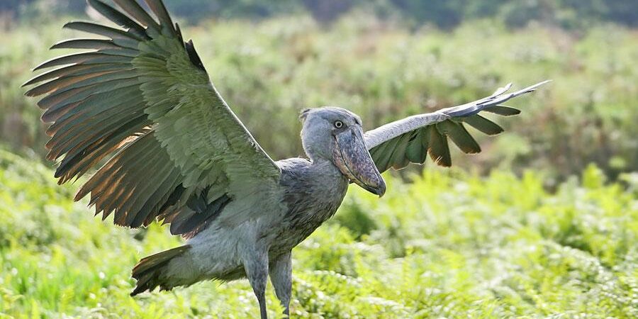 20 Frequently asked Question about Mabamba shoe bill Uganda birding safari